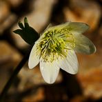 Einsame Anemone...