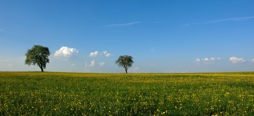 einsame Bäume