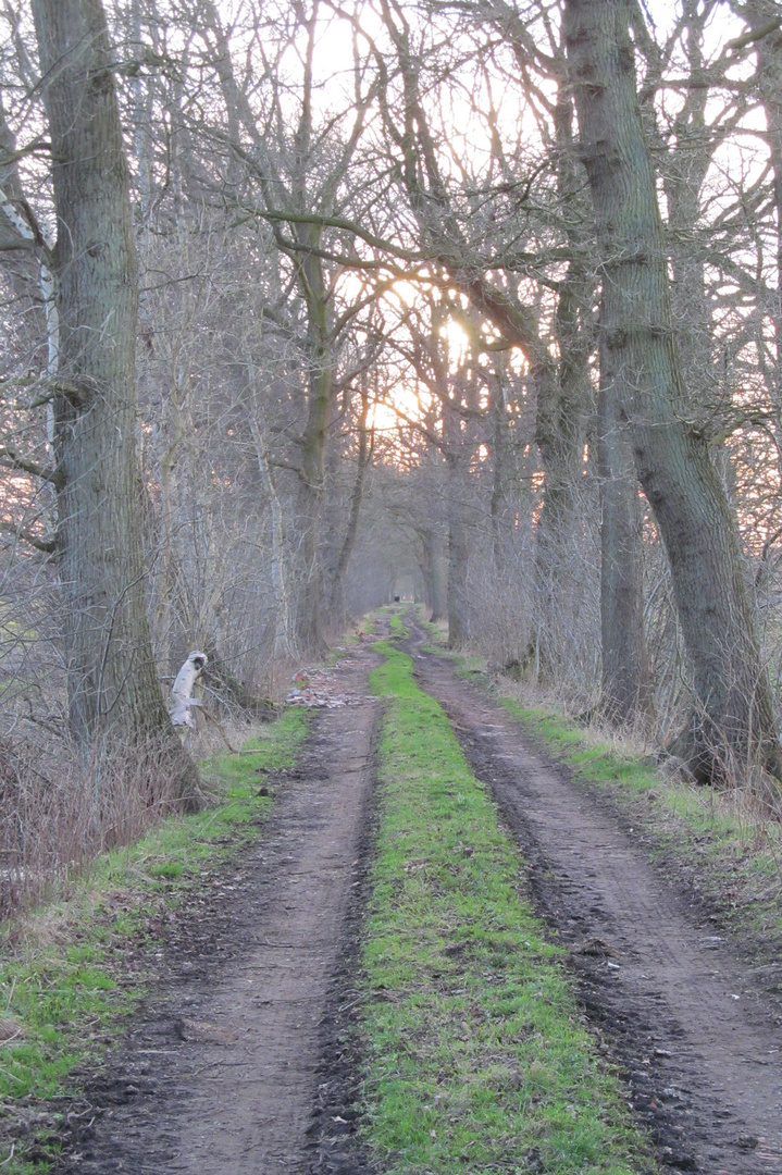 Einsame Baumallee im Basbecker Moor