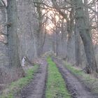 Einsame Baumallee im Basbecker Moor