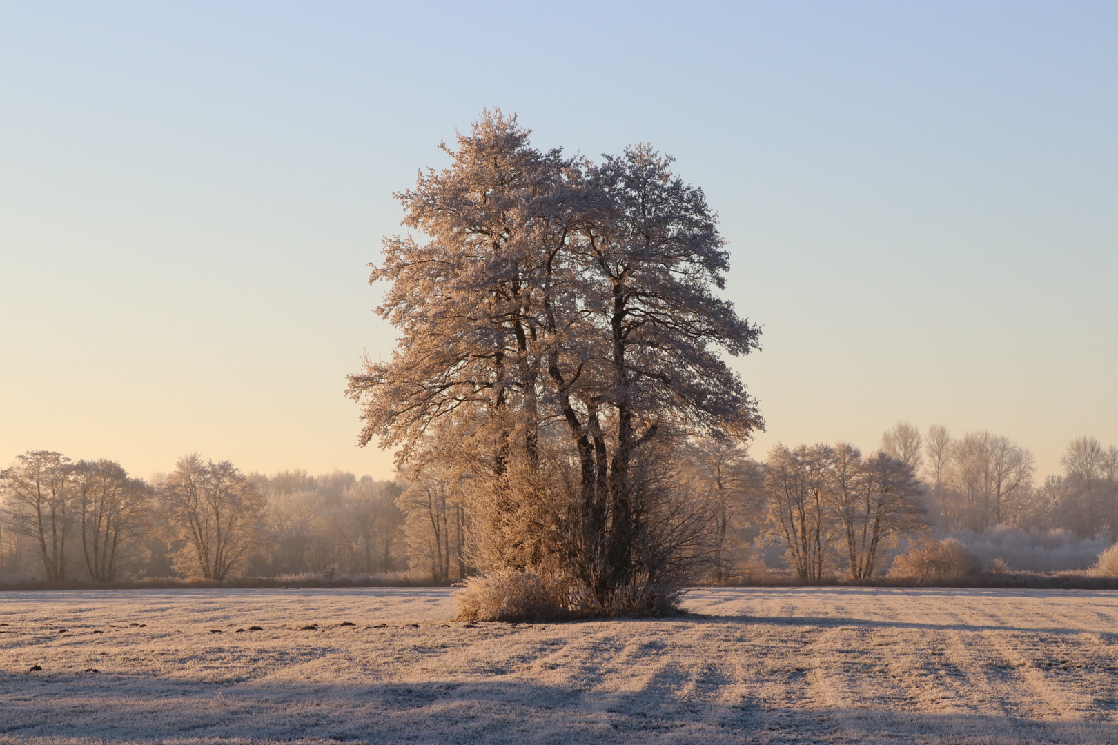 Einsame Baumgruppe auf der Winterwiese