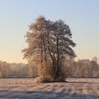 Einsame Baumgruppe auf der Winterwiese