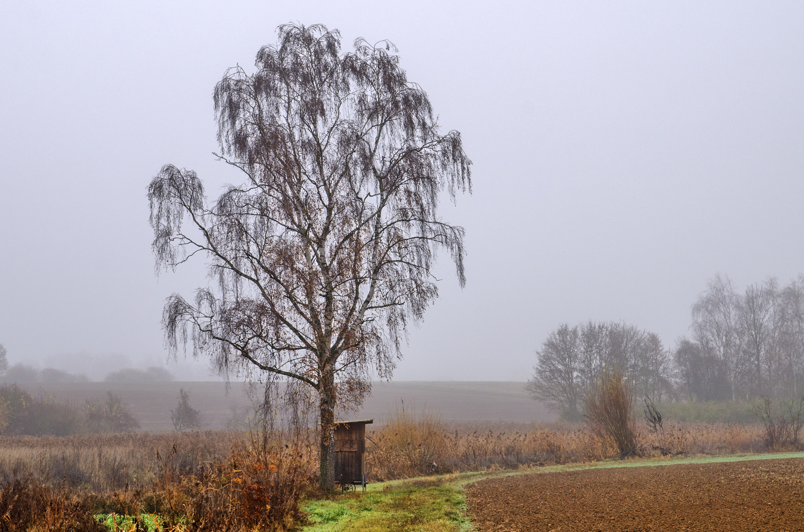 Einsame Birke am Bach