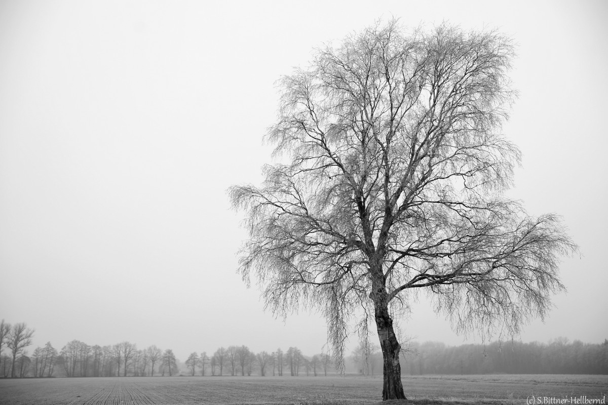 Einsame Birke auf dem Feld