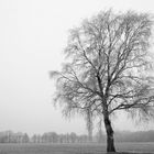 Einsame Birke auf dem Feld