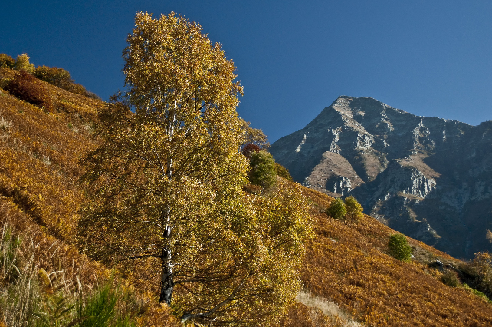 Einsame Birke im goldenen Herbst