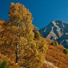 Einsame Birke im goldenen Herbst