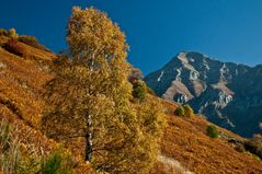 Einsame Birke im goldenen Herbst