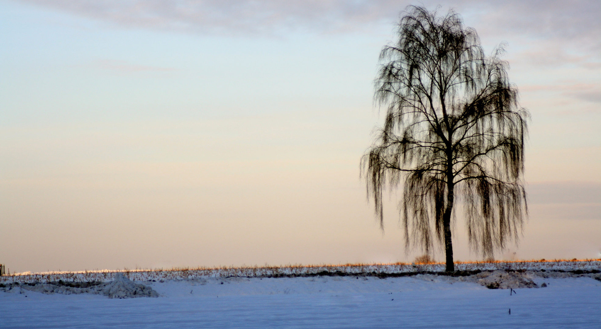 Einsame Birke im Schnee*