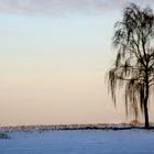 Einsame Birke im Schnee*