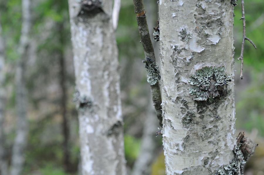 Einsame Birke in Schweden mit Flechten