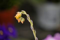Einsame Blümchen