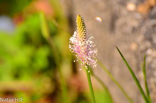 Einsame Blüte.