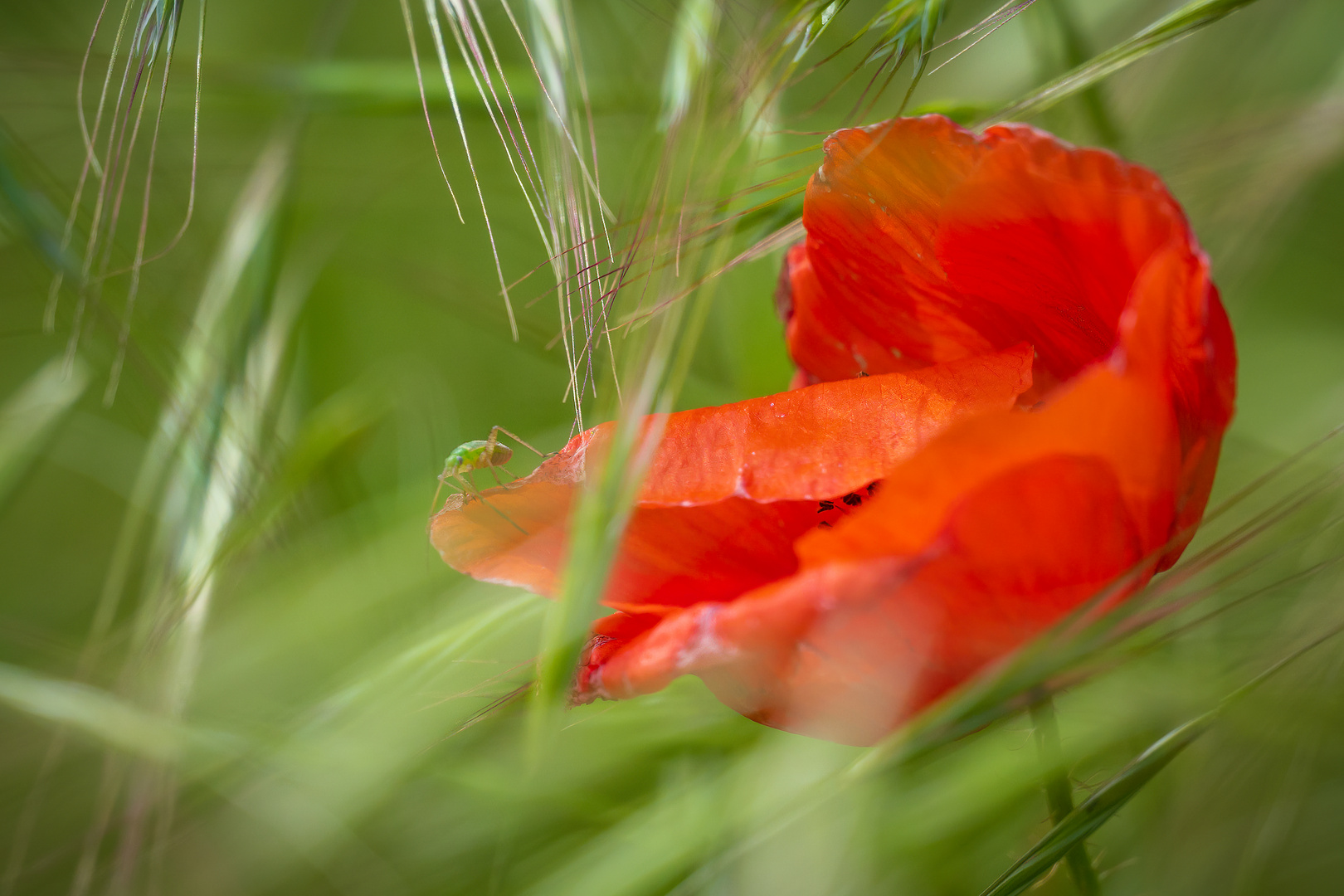 Einsame Blüte