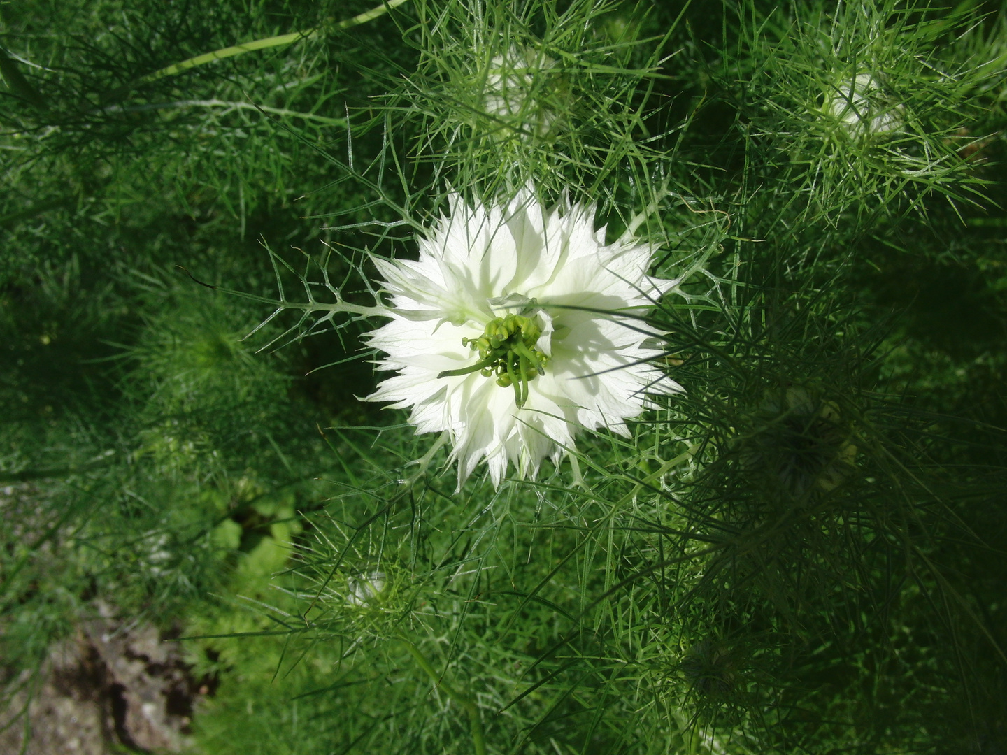 Einsame Blüte