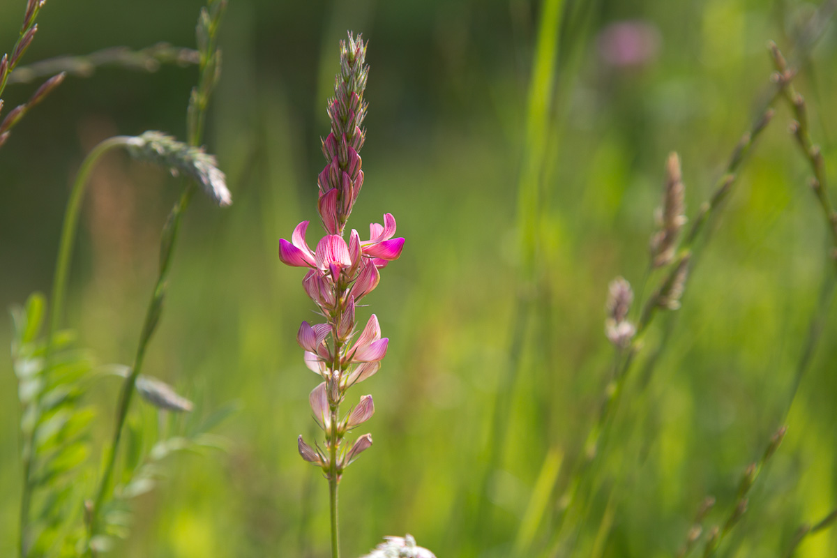 Einsame Blüte