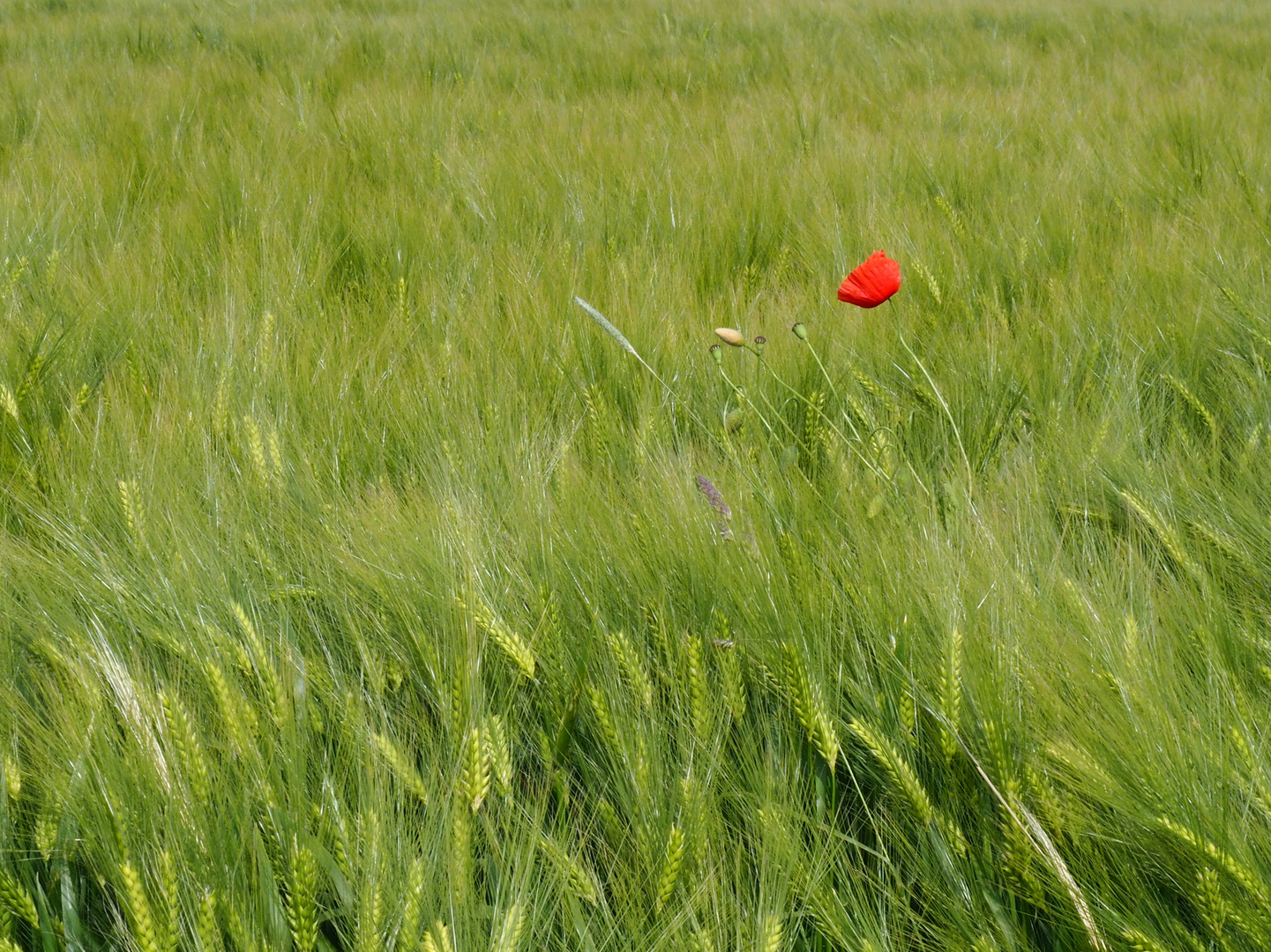 einsame Blüte-2