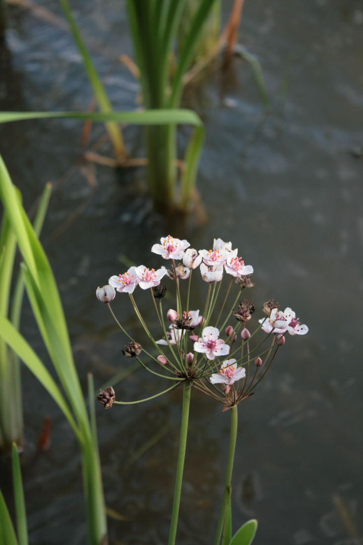 Einsame Blüte