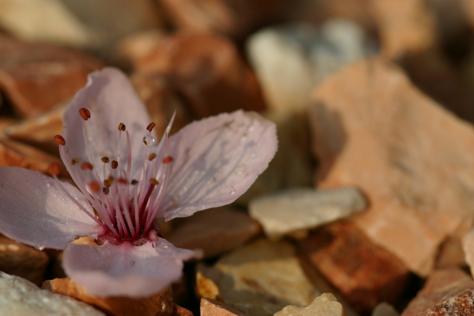 Einsame Blüte