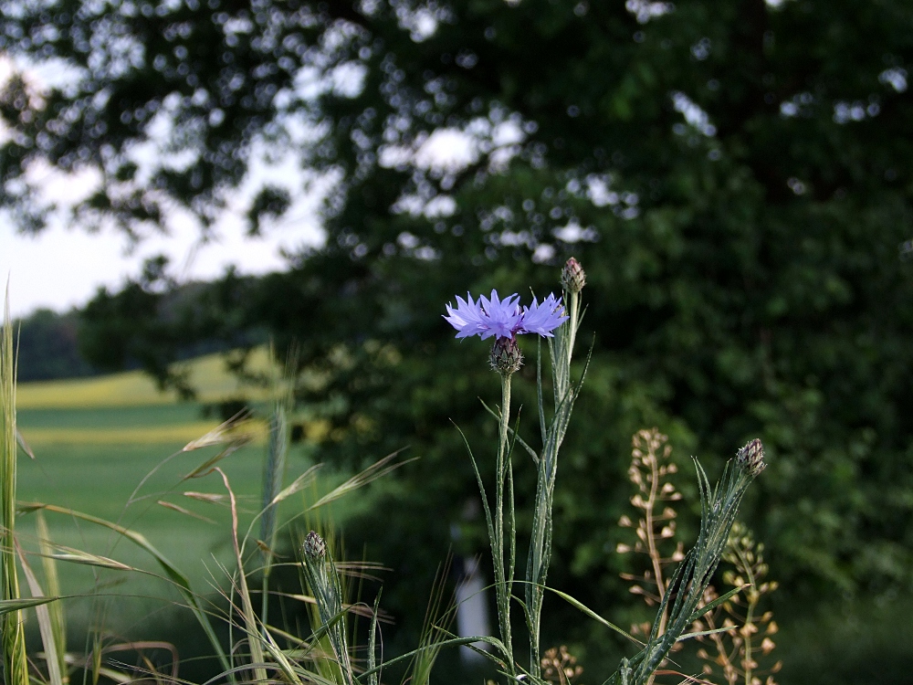 Einsame Blüte am Wegesrand