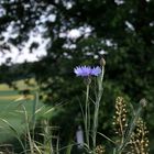 Einsame Blüte am Wegesrand