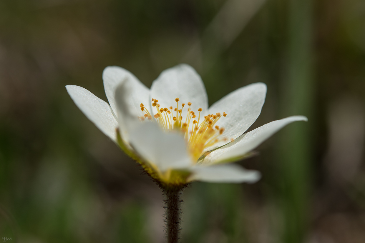 Einsame Blüte