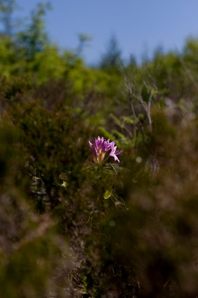 Einsame Blüte von Johannes Kormann 