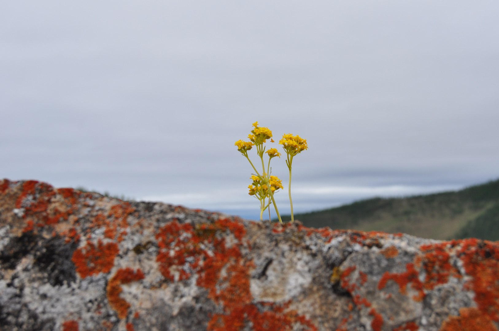 Einsame Blume