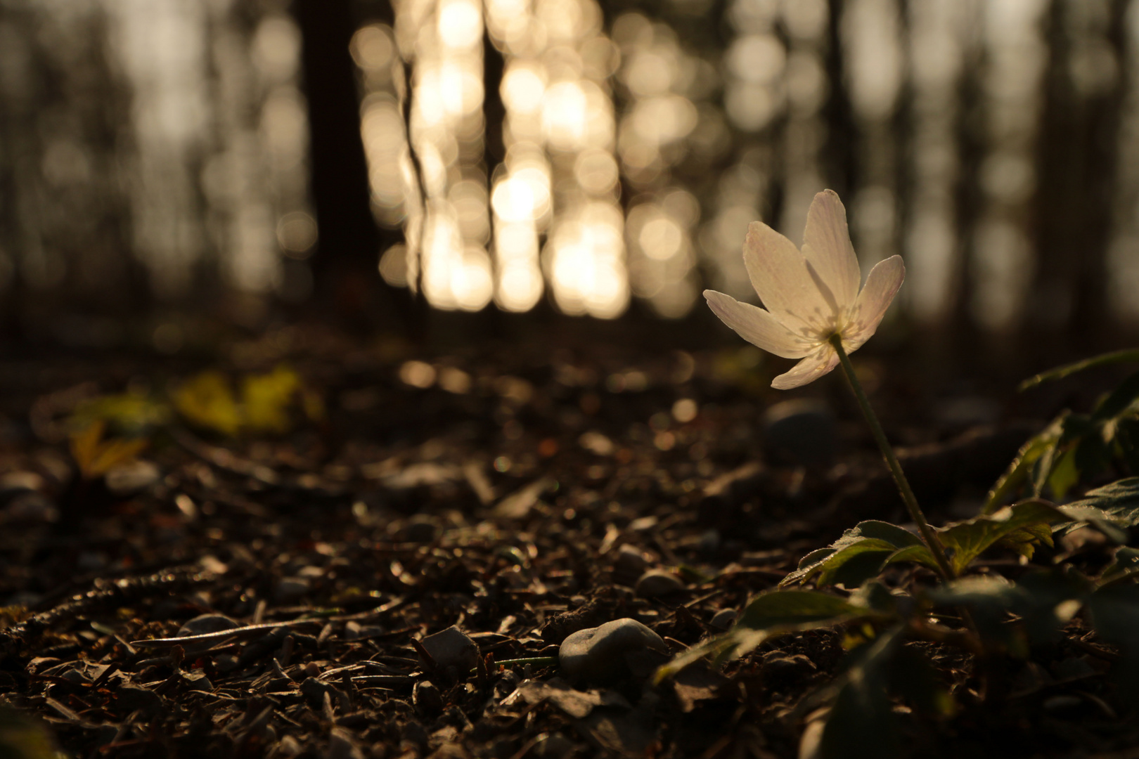 Einsame Blume