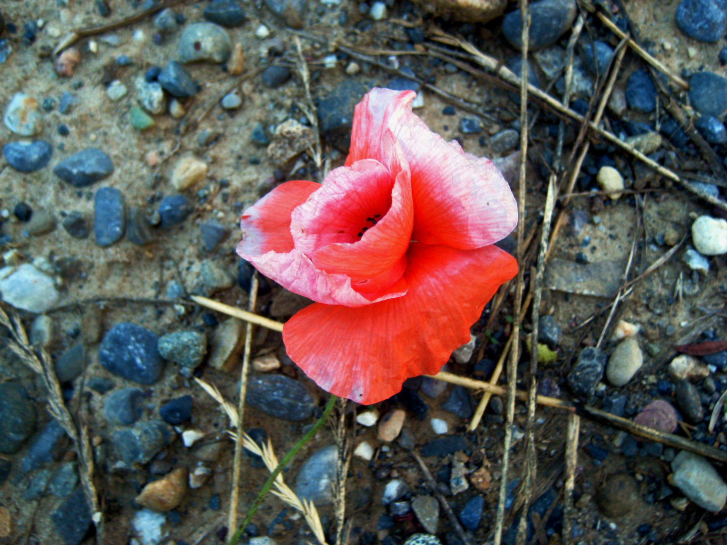 einsame Blume am Wegrand