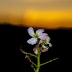 Einsame Blume im Sonnenuntergang