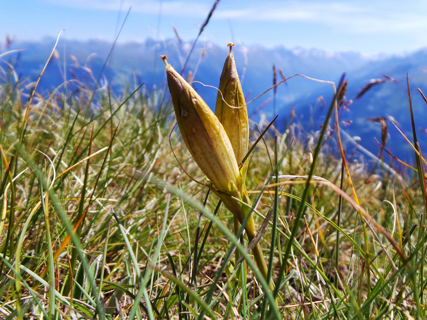 einsame Blume in der Höhe