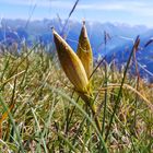 einsame Blume in der Höhe