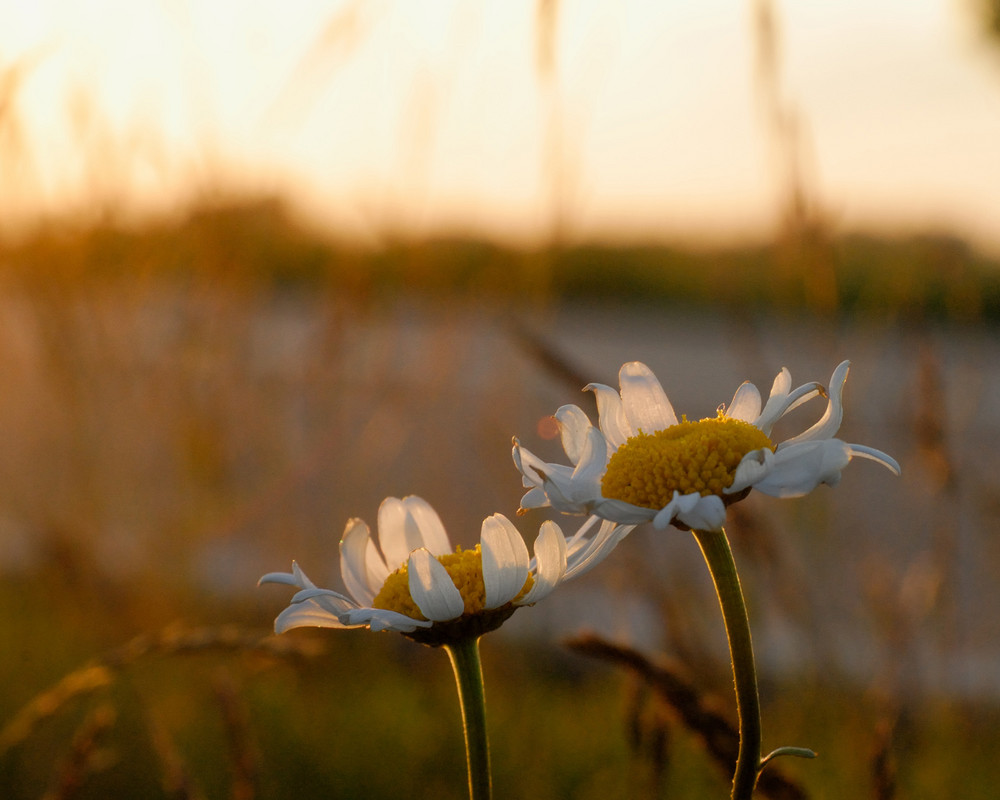 Einsame Blumen