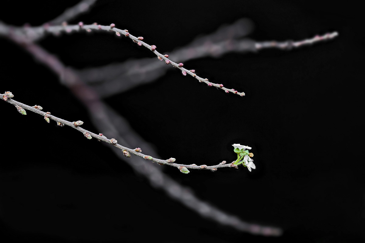 Einsame Brautspieren Blüte im Januar