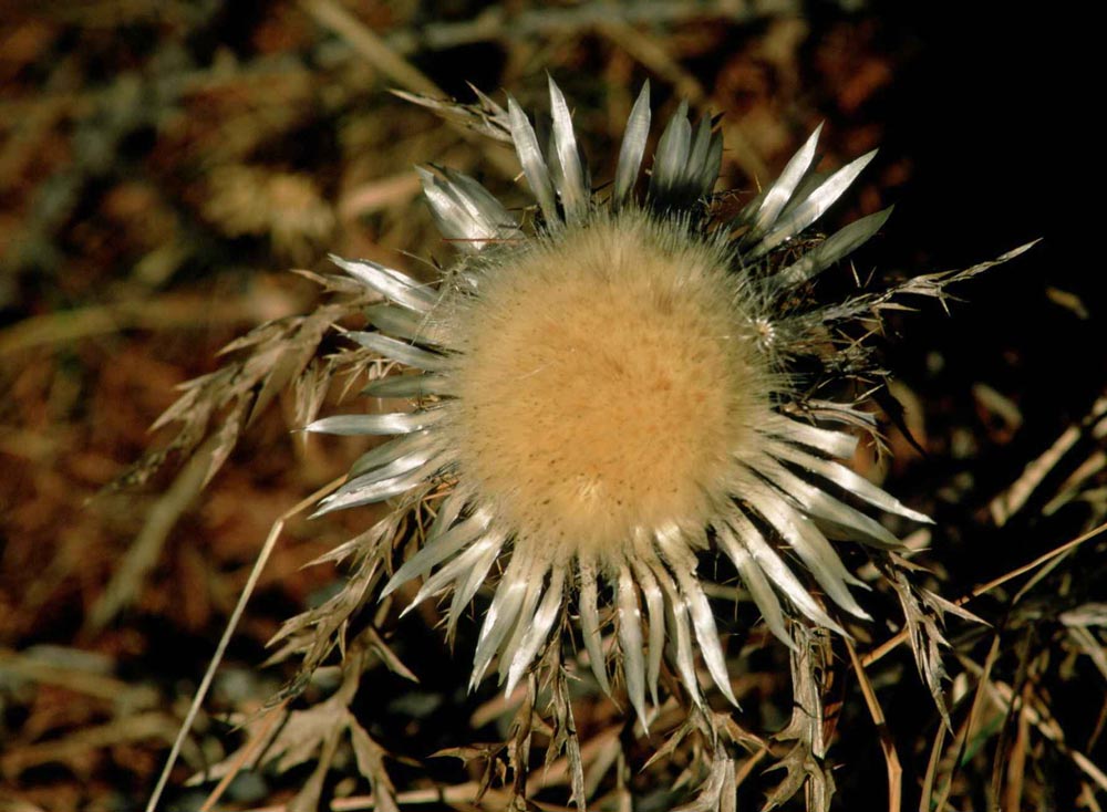 einsame Distel Weihnachten 2003