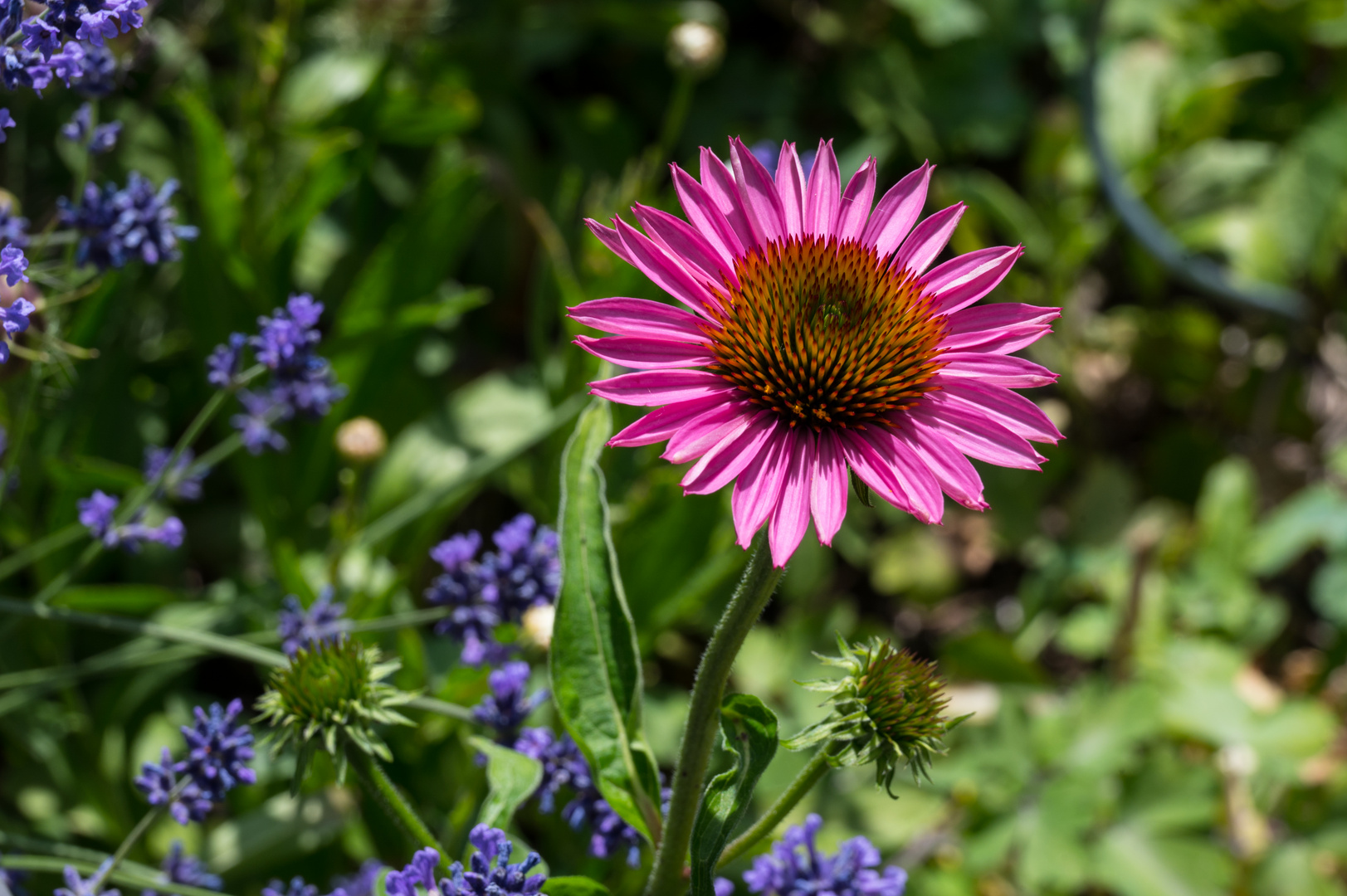 Einsame Echinacea