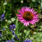 Einsame Echinacea