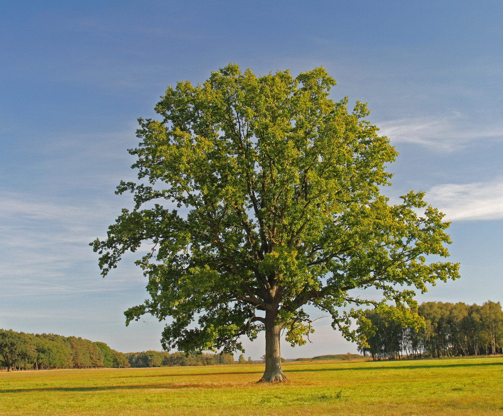 Einsame Eiche