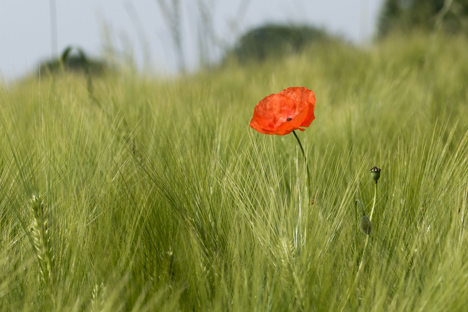 Einsame Farbe im Feld