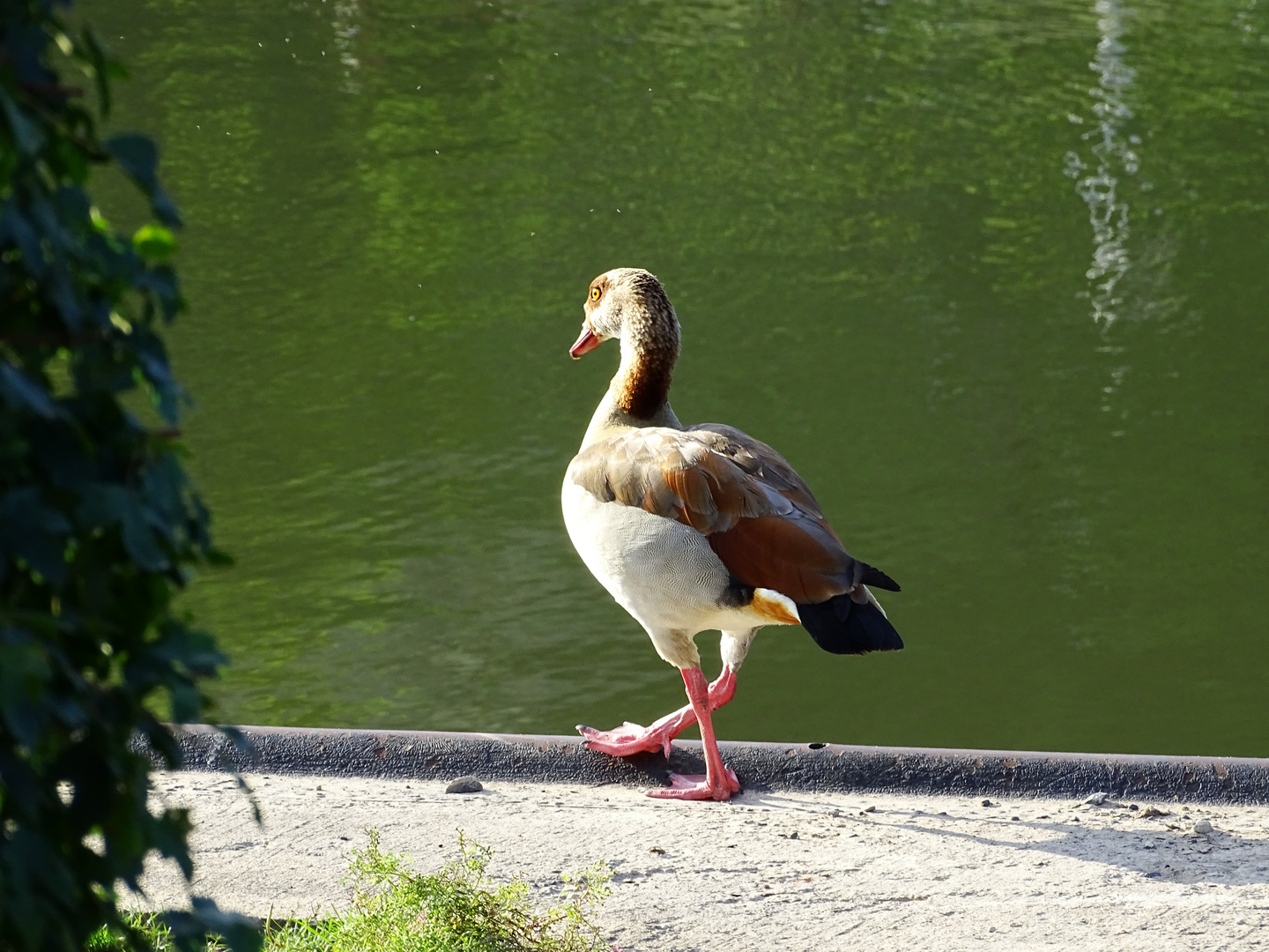 einsame Ganz am Flussufer