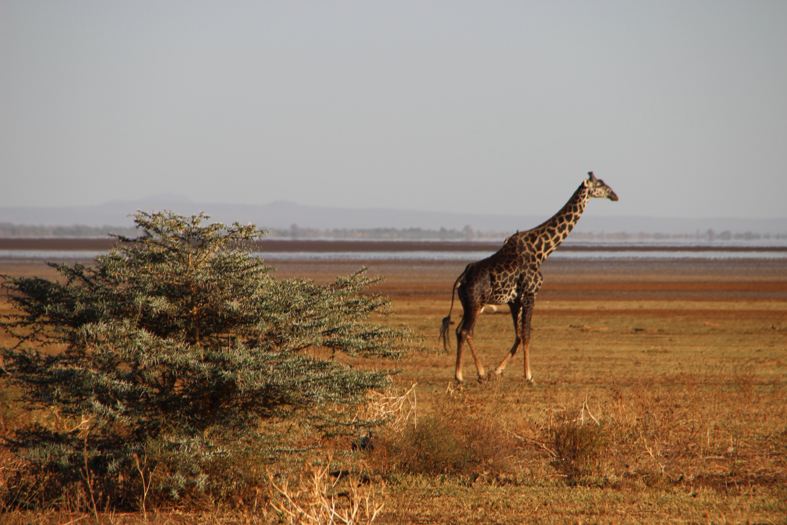 Einsame Giraffe