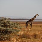 Einsame Giraffe