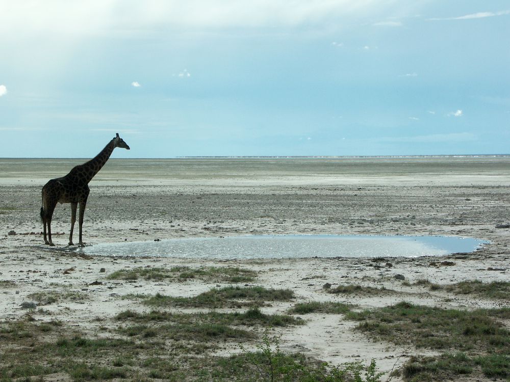 Einsame Giraffe in der Etosha-Pfanne