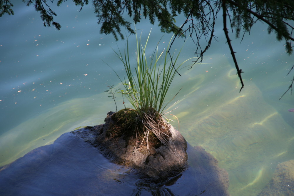 einsame gräserinsel