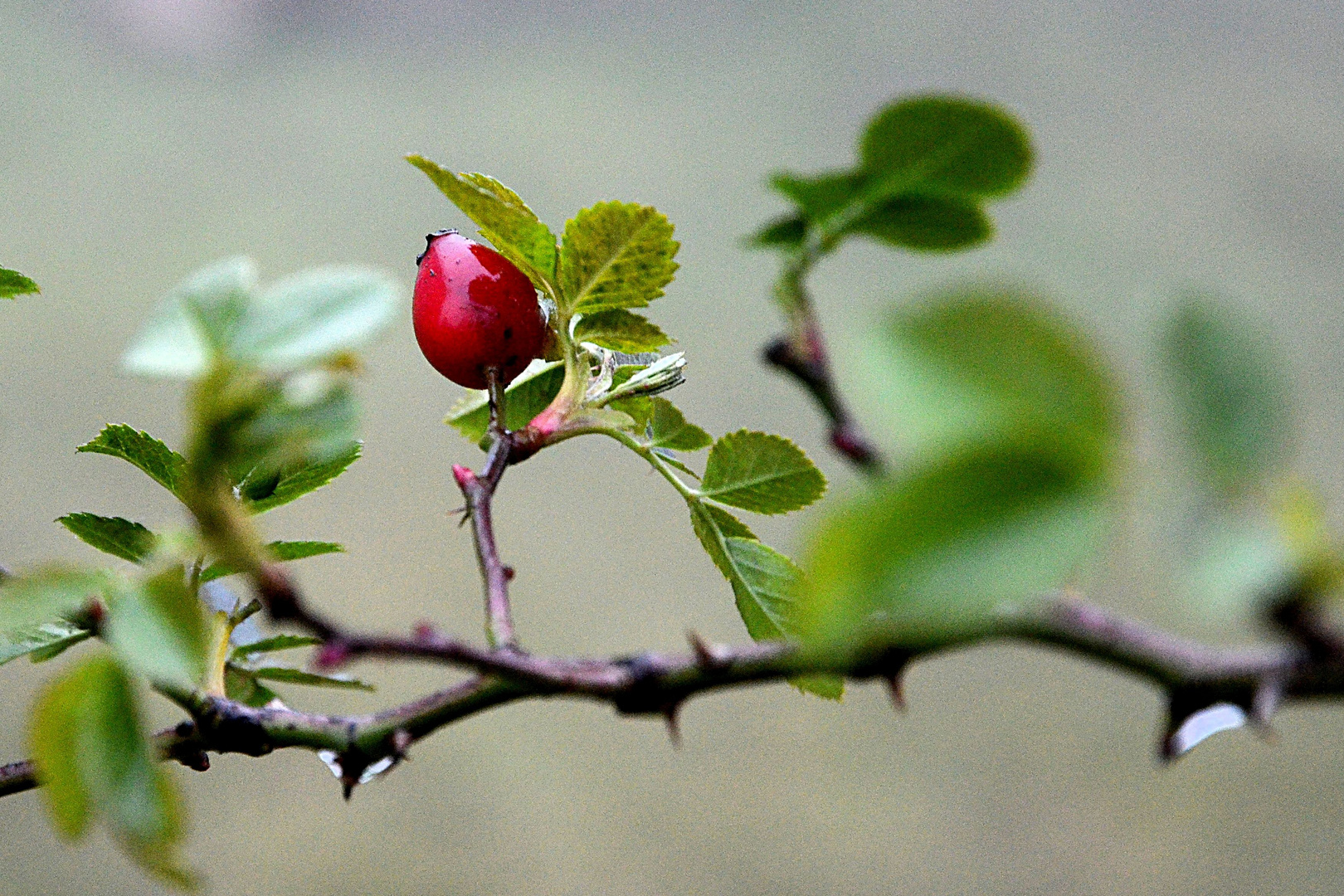 Einsame Hagebutte