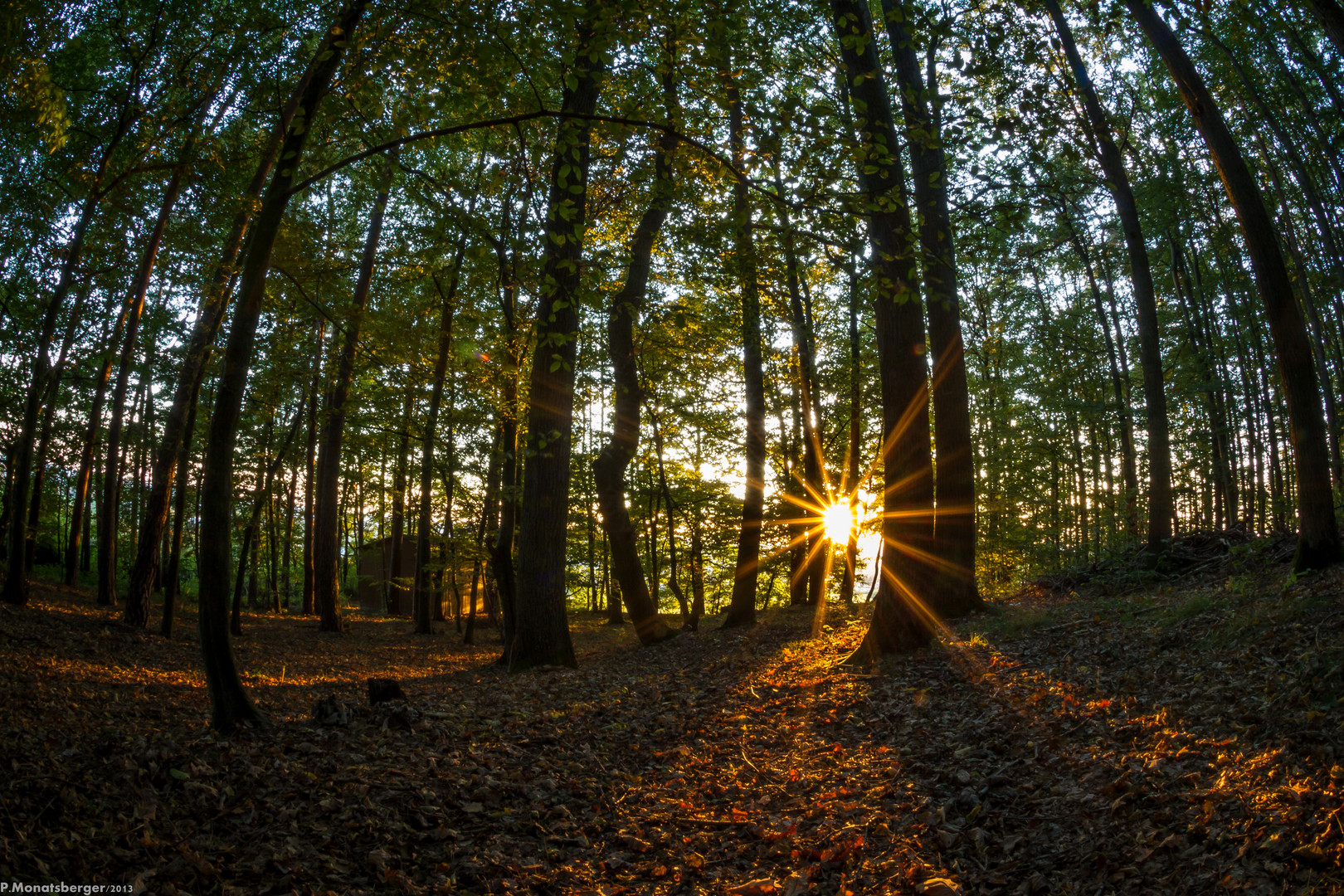 einsame Hütte im Wald