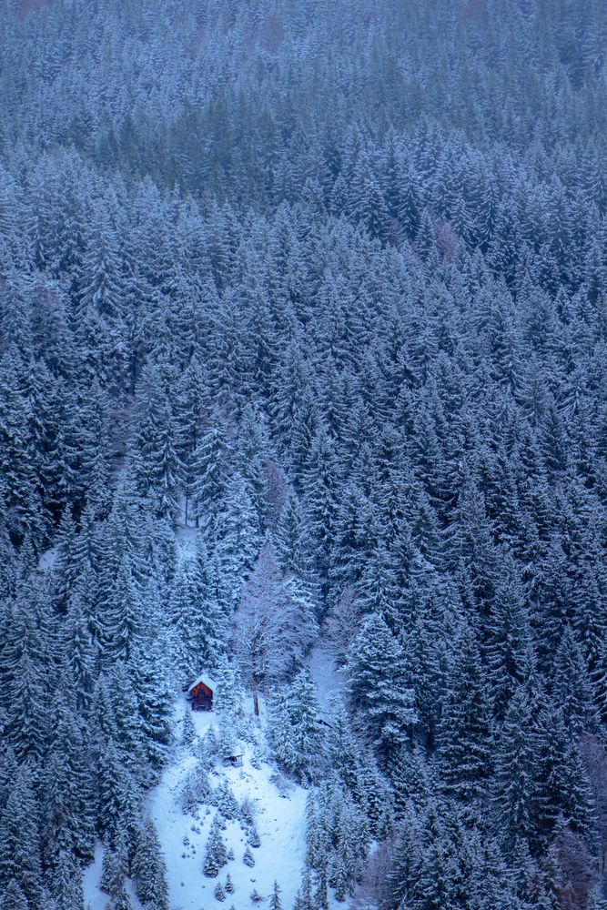 Einsame Hütte im Wald Foto & Bild | wald, winter, natur Bilder auf