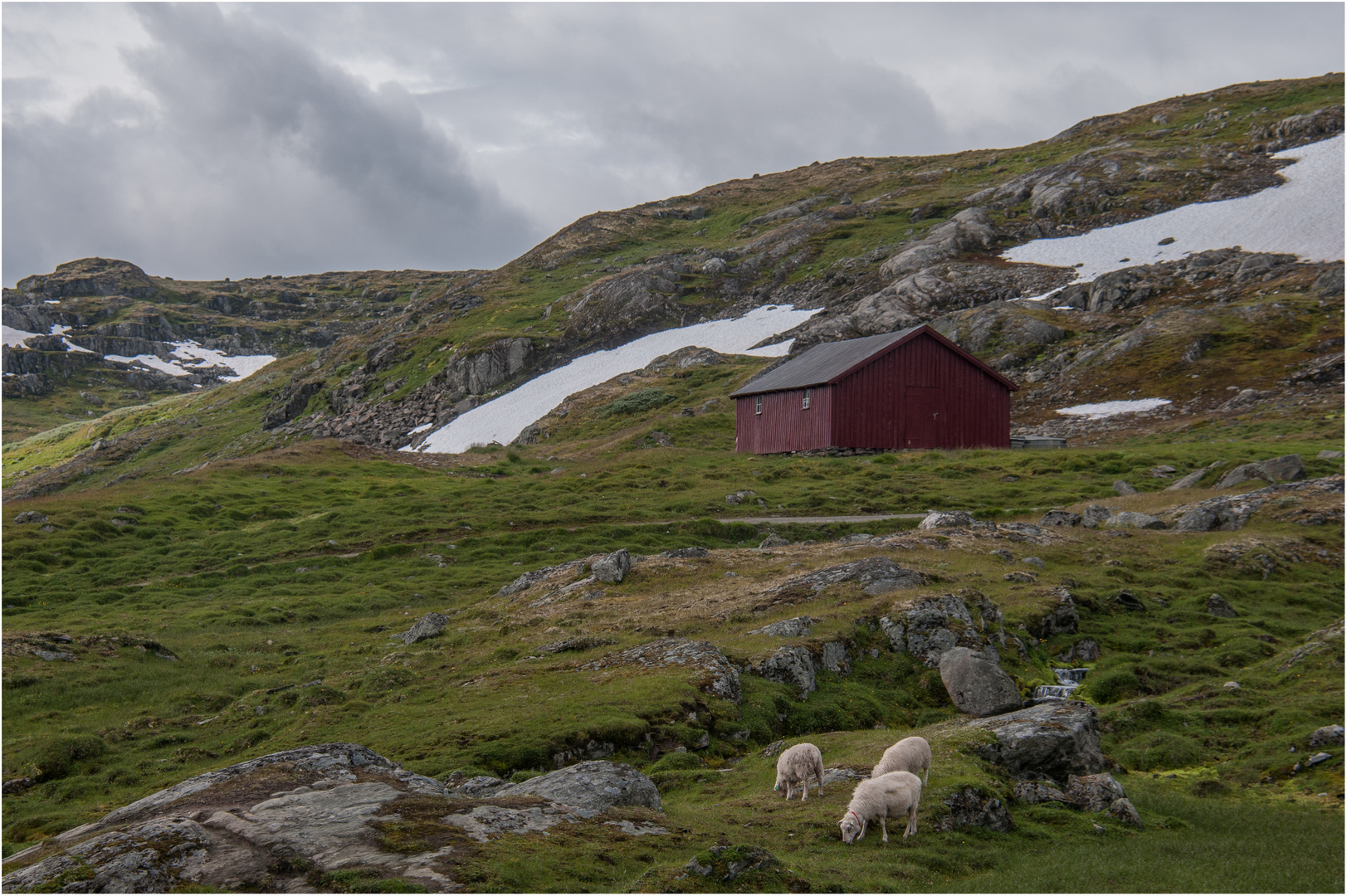 Einsame Hütte mit Schafen