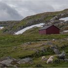 Einsame Hütte mit Schafen